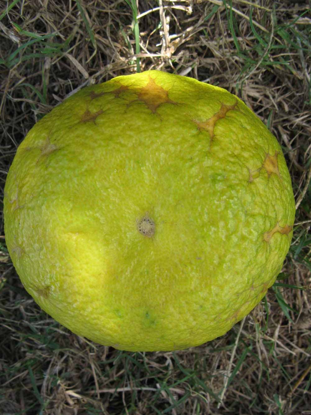            Fruit (Winter Haven, FL)   